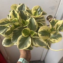 Peperomia Read Description ⤵️