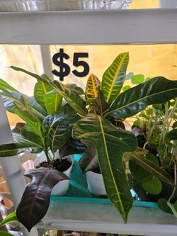 Croton plants