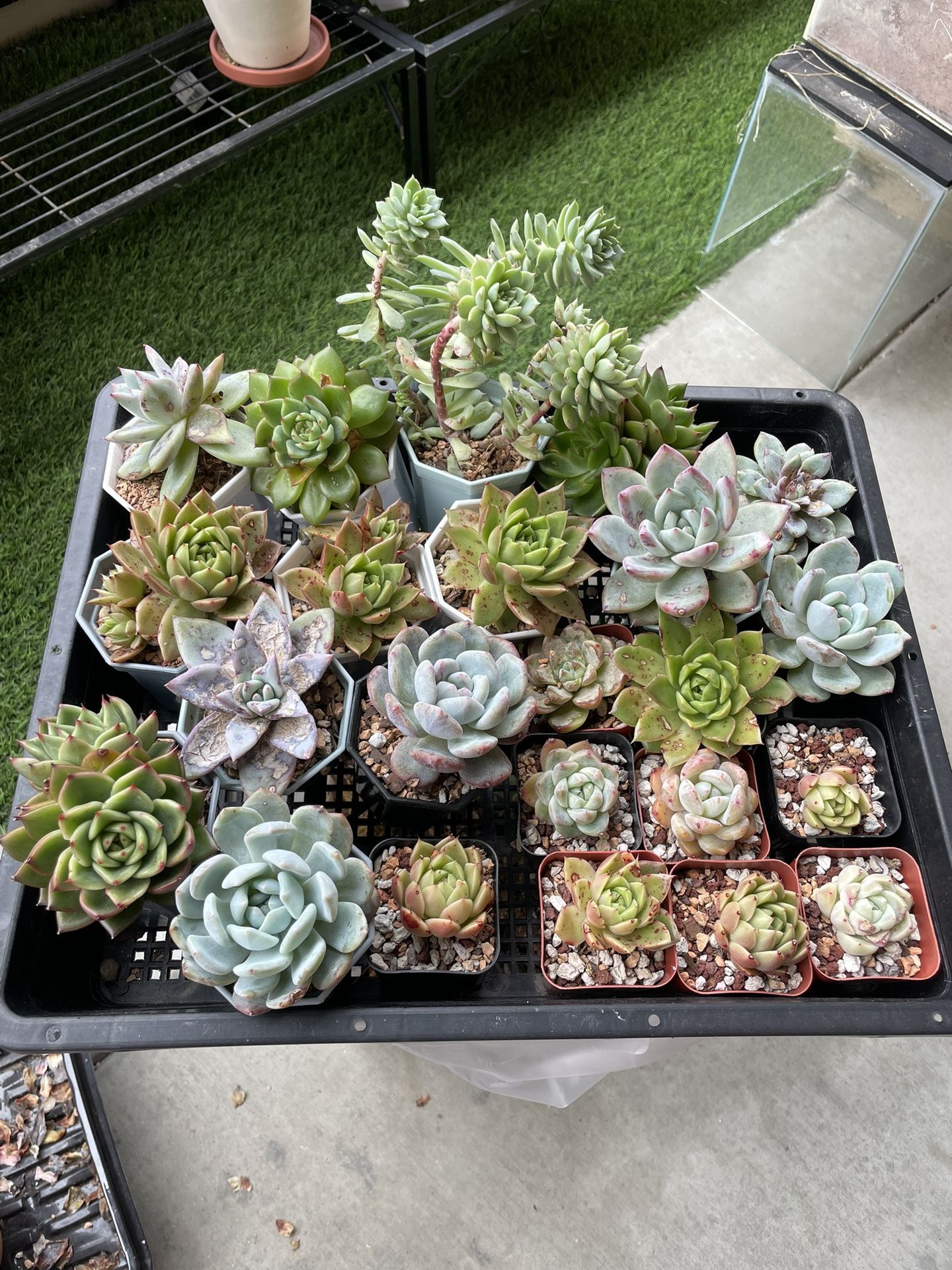 Succulents 