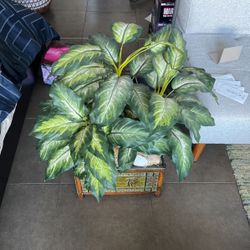 Hawaiian Tropical Decor, Travel Box Plant 