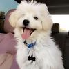 Arturo