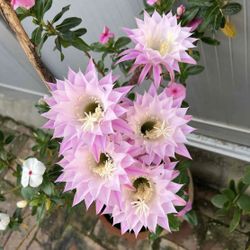 Light purple Flower Cactus