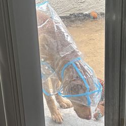 Dog Rain Coat Medium Size