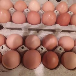 Eggs Organic brown 