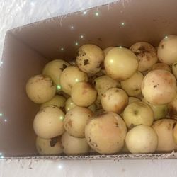 fresh organic guayabas/guavas