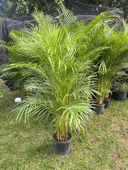 ARECA PALM PLANT ( Good for privacy, accents and garden backdrops!)