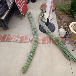 4 To 5 Foot Cuttings $100 Ea