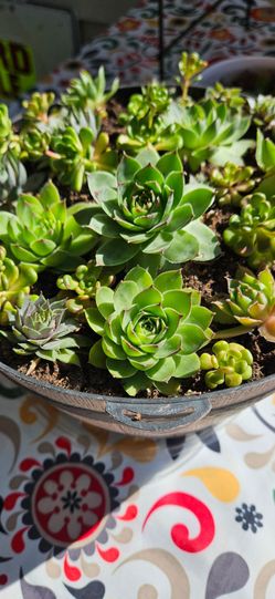 BEAUTIFUL SMALL SUCCULENT GARDENS