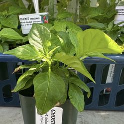 PEPPER PLANTS Organic 💯 Huge Selection of SWEET BELLS - Jalapeño -Get them before they’re Gone!