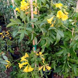 Variedad De Plantas $15 And Up