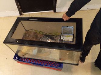 Lizard Tank