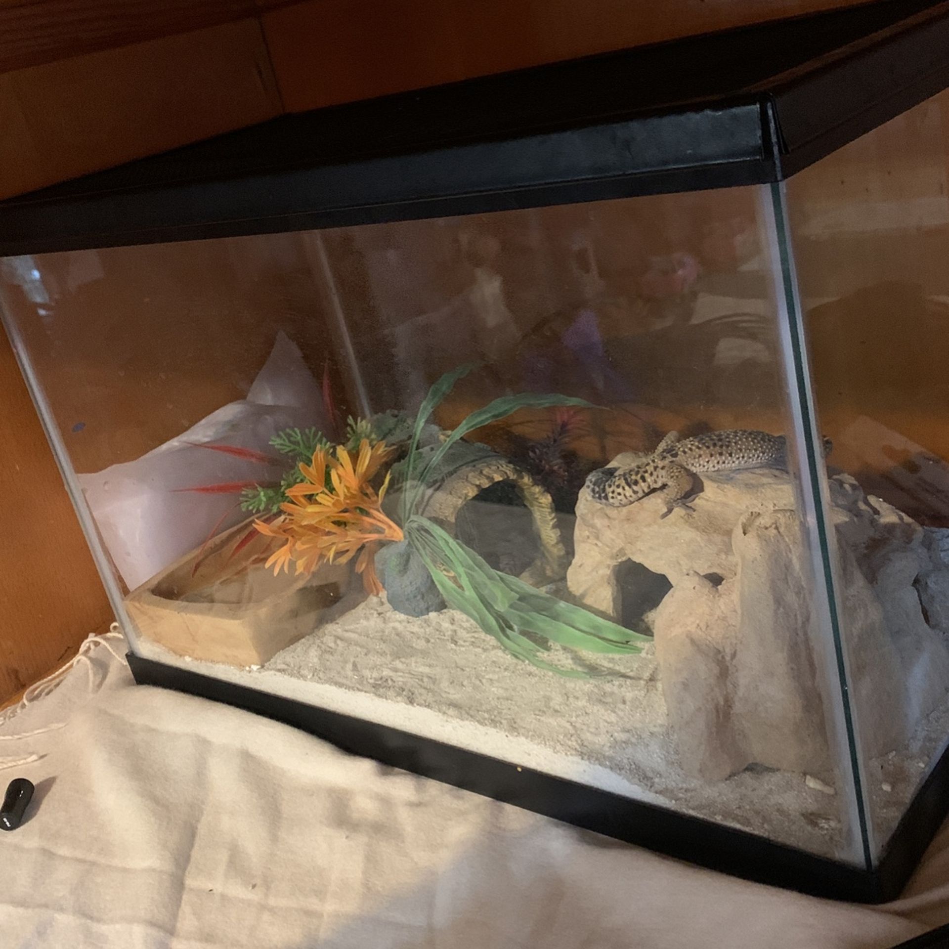 2 Gecko Lizards + Aquarium