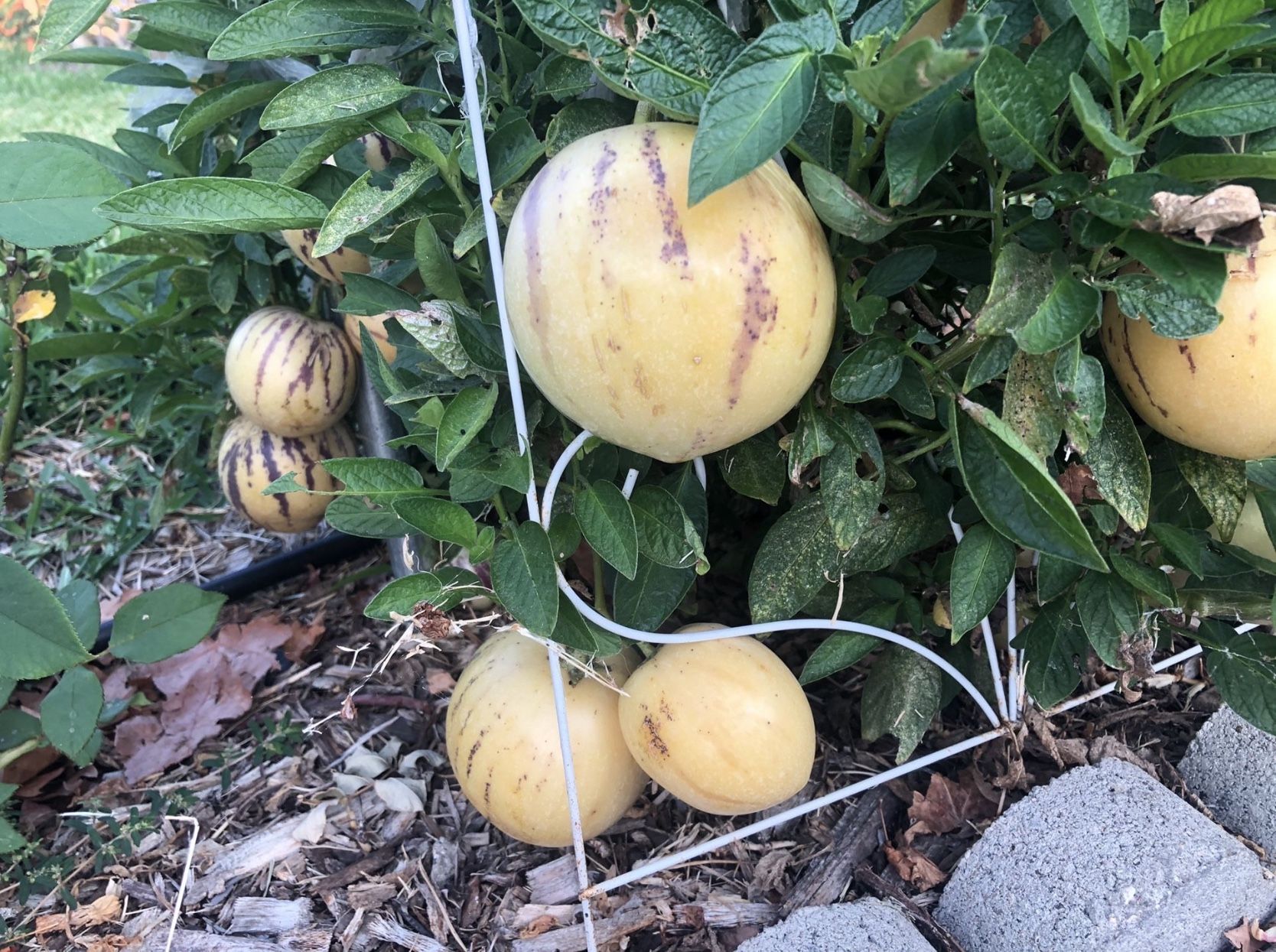 Pepino melon (人参果)plant tree