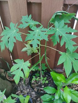 Papaya Tree 