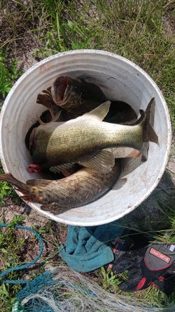 Fresh Big Mouth Bass For Sale