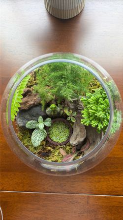 Handcrafted Living Terrarium