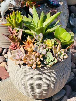 Mix succulents in circles pot
