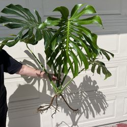 Large Monstera Deliciosa Plant CUTTING 