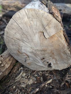 Large Cut Hardwood Log