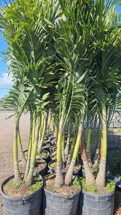 Christmas palms single double triple tall insta privacy hedge for fence