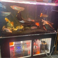 Large Full-Sized Fish Tank A Gorgeous Centerpiece for Your Home central sell