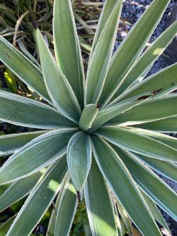 Caribbean Agave