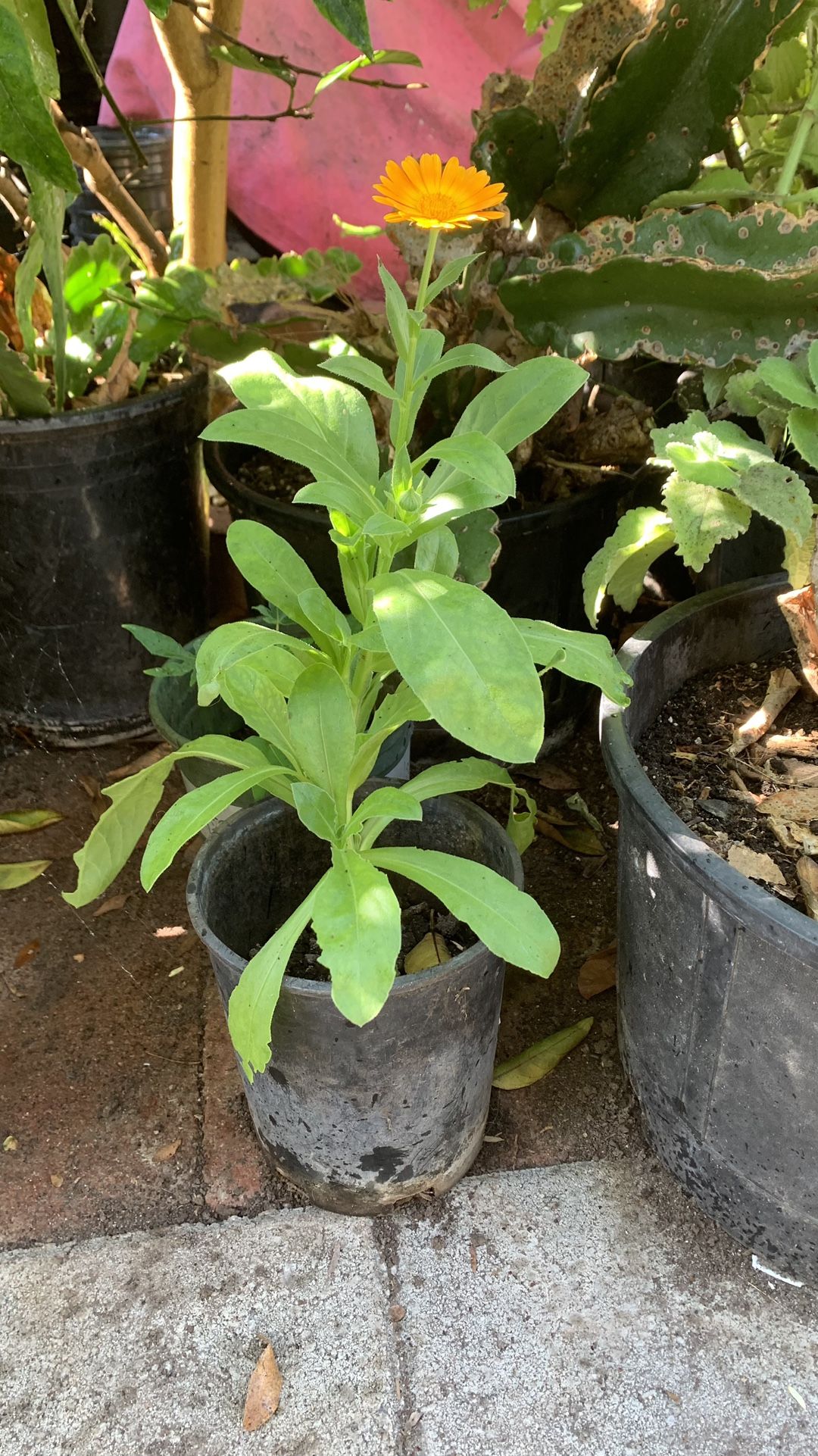 Marigolds Flower Pot
