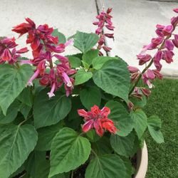 Salvia Multicolor Pink Potted Large Healthy Plant 