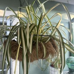 Spider Plants 