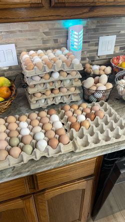 Eggs