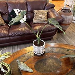 Live Monstera Deliciosa Split Leaf Plant With Ceramic Pot & Saucer (Please Read Full Description)