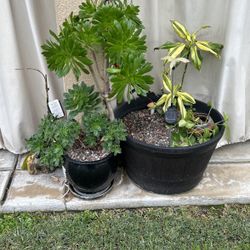 Planter With Plants