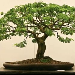 Brazilian Rain Tree,  4-inch pot, Perfect for bonsai/ Not A Bonsai