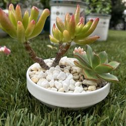 Succulents In 4 Inches Flat Pot