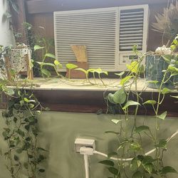 Plant Sale $20 For All 