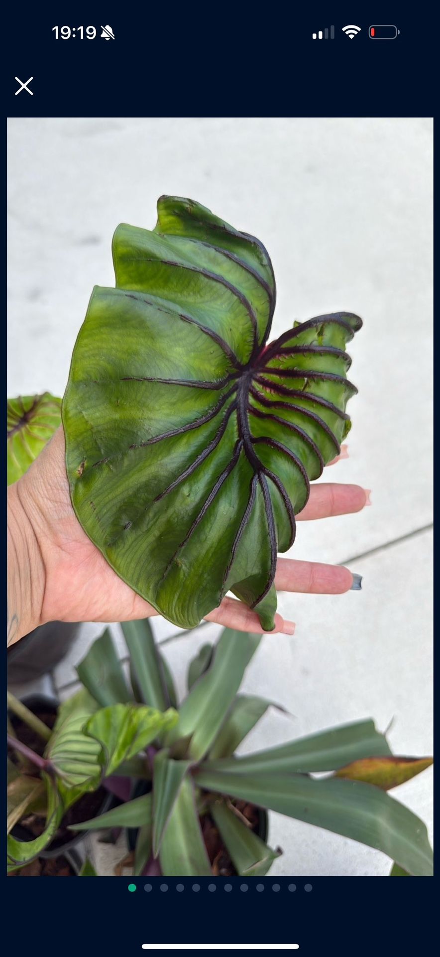 Plants