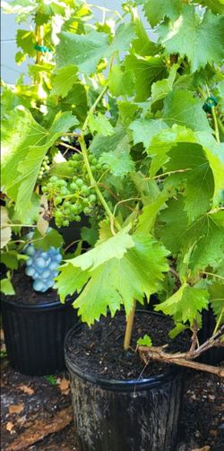 Grape vine