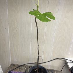 Chicago Hardy Fig 20 Inch Tall