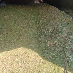 FREE Clean Wood Chip Mulch 