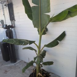 Banana Plant 