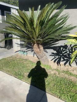 Sago Palm Tree