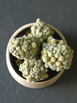 Arizona Snowcap cactus succulent with pot ( rare live decor cactus)