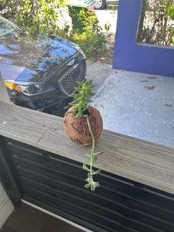 Coconut plant