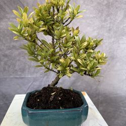 Bonsai  Ixora