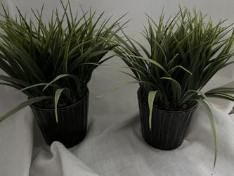 (2) Decorative Plants