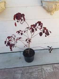 Caribbean Copper Tree as of 12/8/25