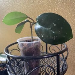 Hoya David's Green Cup Rooted Plant