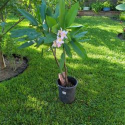 Plumerias En Botes De 5 Galones. Floreando