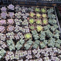 Succulents 
