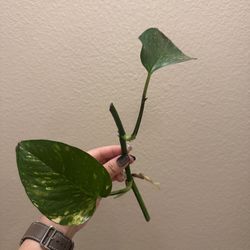 Golden Pothos Rooted Cuttings